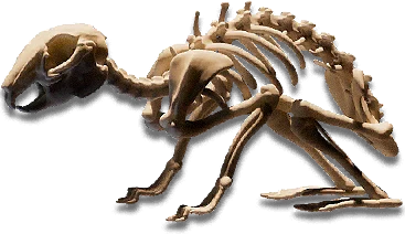 legendary_fire_breathing_bunny_fossil · 客户端界面参考图